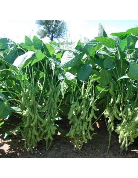 Soja potager Edamame DAME HANAE