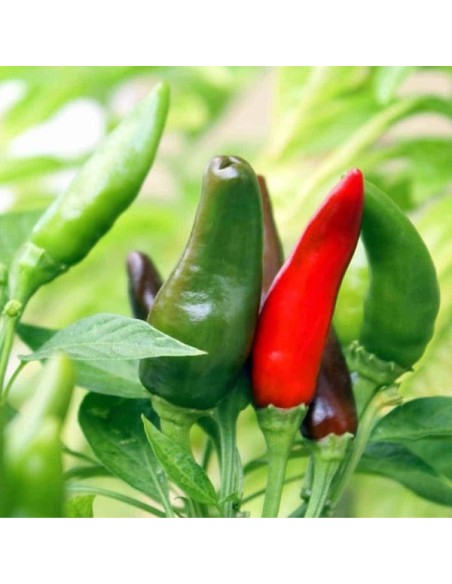 Piment Diavolicchio Calabrese (piment fort)