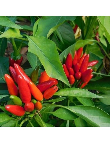 Piment Diavolicchio Calabrese (piment fort)