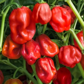 Piment Habanero rouge (Piment fort)