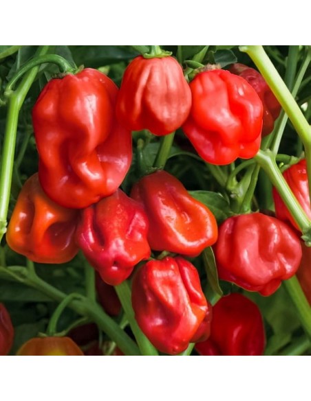 Piment Habanero rouge (Piment fort)
