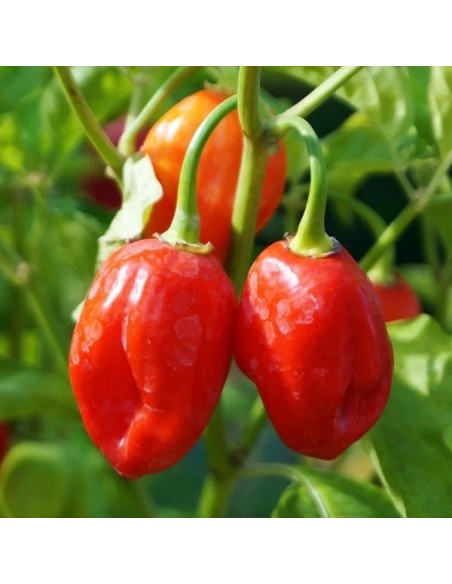 Piment Habanero rouge (Piment fort)