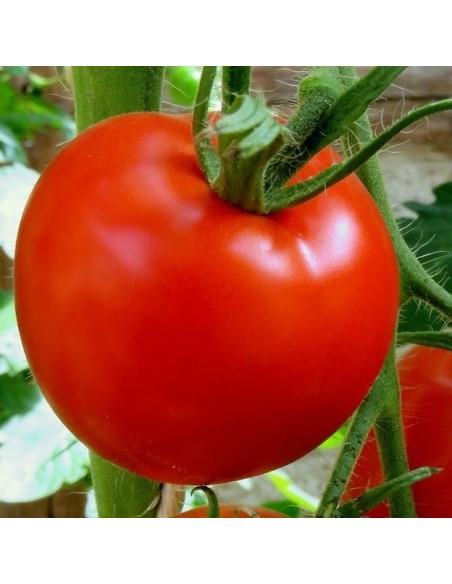 Tomate Floradade
