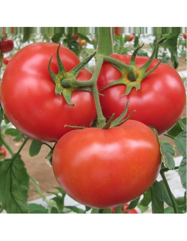 Tomate Floradade