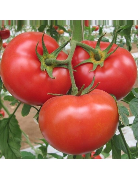 Tomate Floradade
