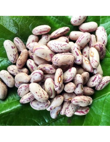 Haricot Anellino di Trento  (haricot nain mangetout)