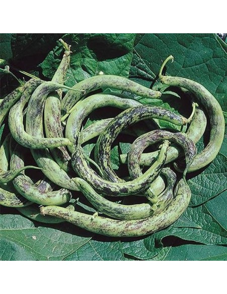 Haricot Anellino di Trento  (haricot nain mangetout)