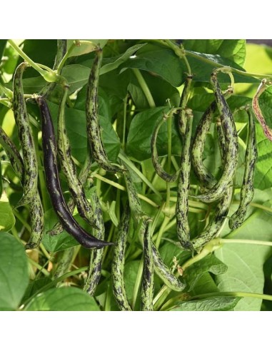 Haricot Anellino di Trento  (haricot nain mangetout)