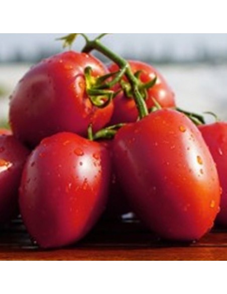 Tomate Rio Fuego