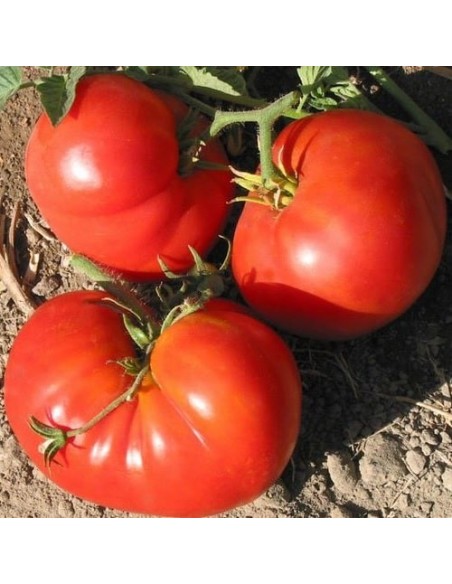 Tomate Pantano romanesco (tomate ancienne)