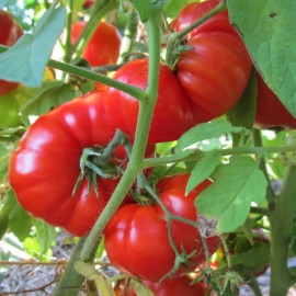 Tomate Pantano romanesco (tomate ancienne)