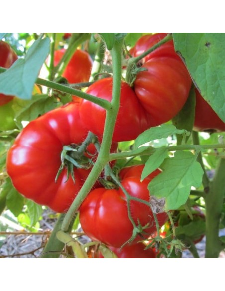 Tomate Pantano romanesco (tomate ancienne)