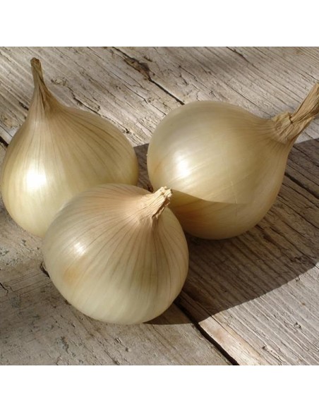 Oignon Jaune doux de Lézignan