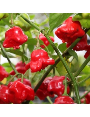 Piment Bishop crown (Piment fort)