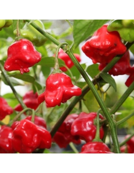 Piment Bishop crown (Piment fort)