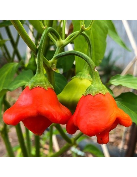 Piment Bishop crown (Piment fort)