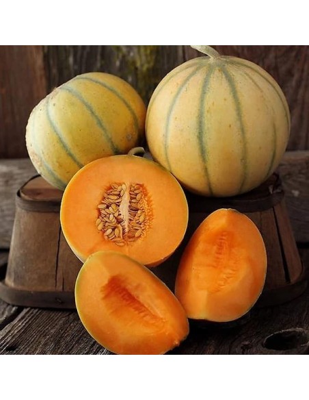 Melon Charentais