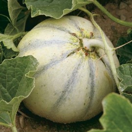 Melon Charentais