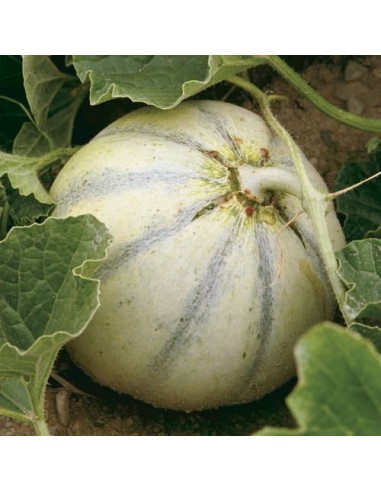 Melon Charentais