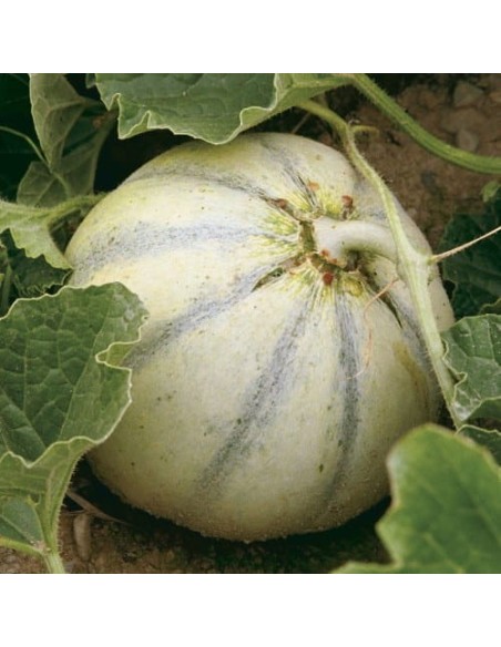 Melon Charentais