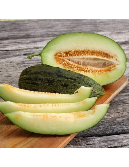 Melon Piel de Sapo (ou Pinonet)