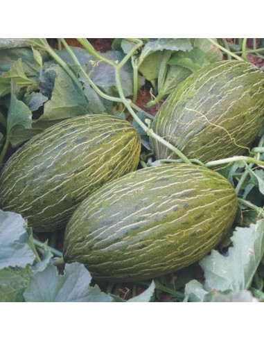 Melon Piel de Sapo (ou Pinonet)