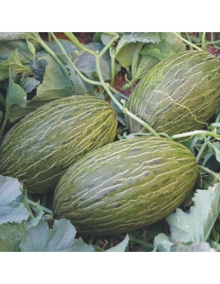 Melon Piel de Sapo (ou Pinonet)
