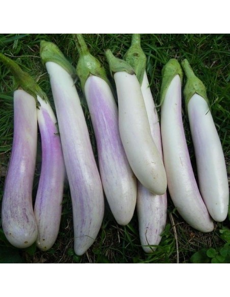 Aubergine Bride F1