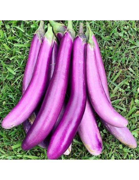 Aubergine Ping Tung