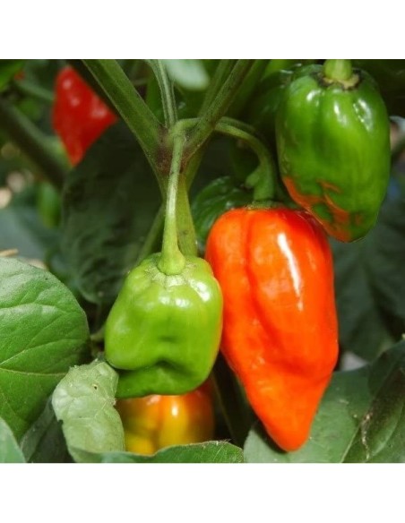 Piment Habanero orange (Piment fort)