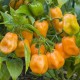 Piment Habanero orange (Piment fort)