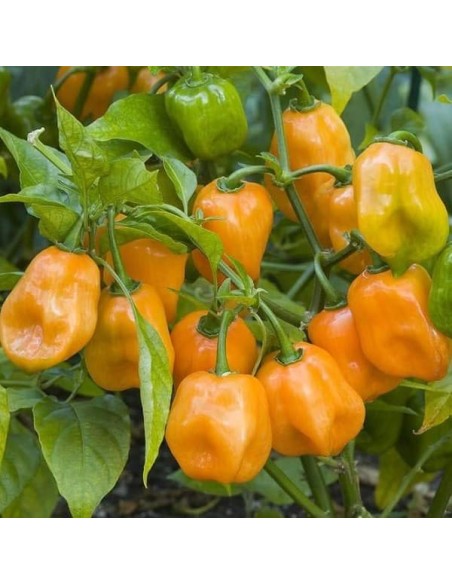 Piment Habanero orange (Piment fort)