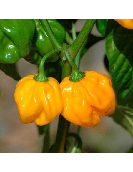 Piment Habanero jaune (Piment fort)