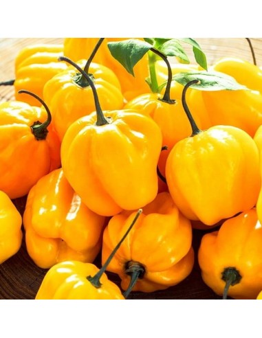 Piment Habanero jaune (Piment fort)