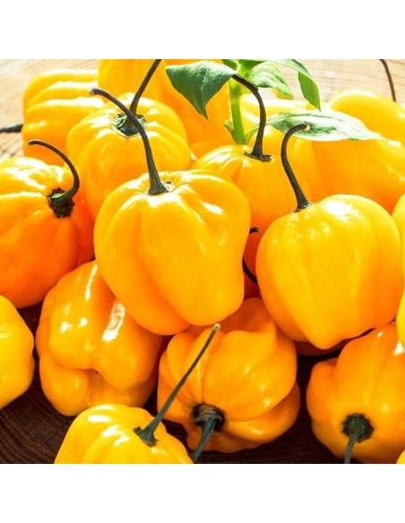 Piment Habanero jaune (Piment fort)