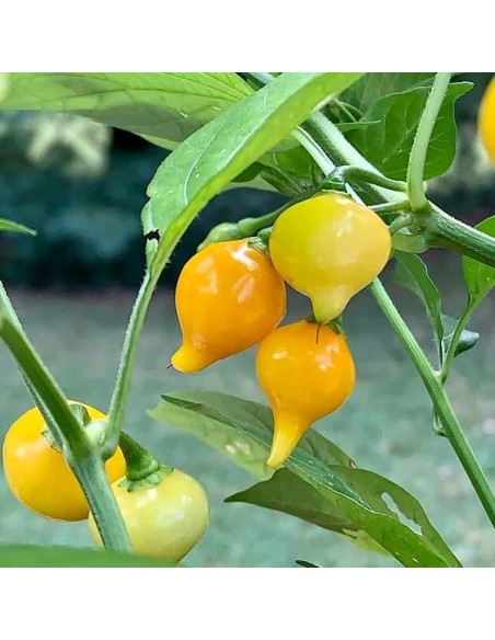 Piment Biquinho jaune (Piment peu fort)