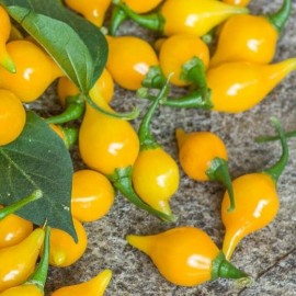 Piment Biquinho jaune (Piment peu fort)