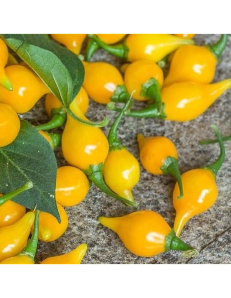 Piment Biquinho jaune (Piment peu fort)