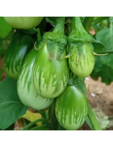 Aubergine Masego