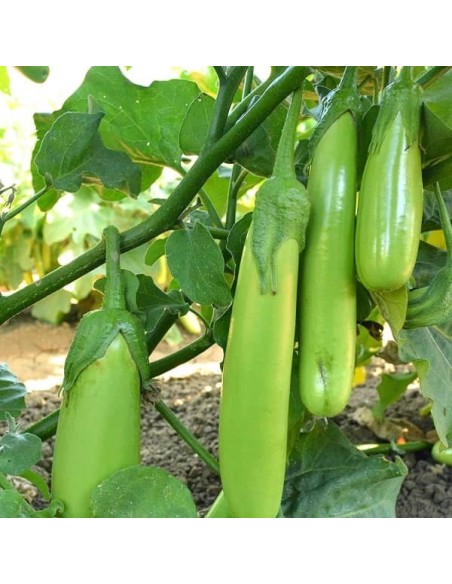 Aubergine Green finger