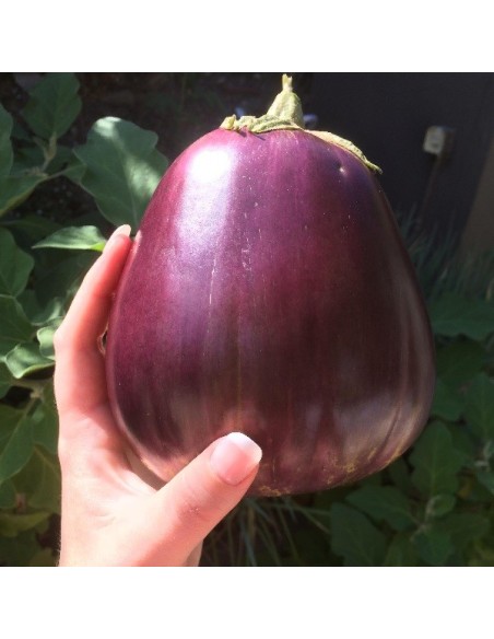 Aubergine Monstrueuse de New York BIO