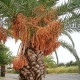 phoenix canariensis (Palmier dattier des Canaries)
