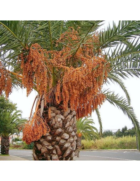 phoenix canariensis (Palmier dattier des Canaries)