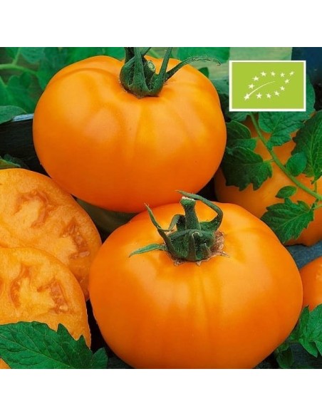 Tomate Tangerine BIO