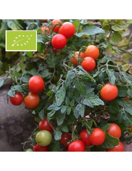 Tomate Totem F1 BIO (tomate cerise)