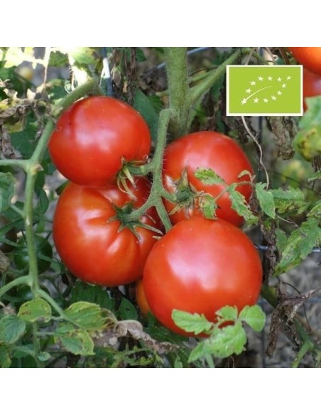 Tomate Joie de la Table (Tomate ancienne)