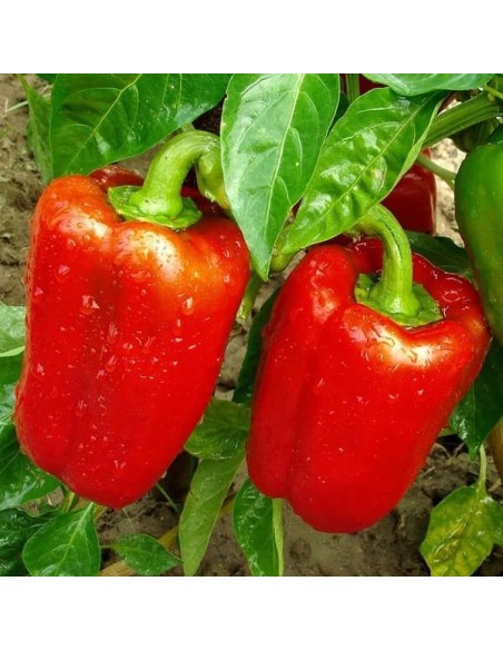 Poivron Coperi