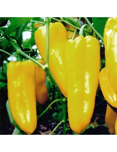 Poivron Goutte d'Or