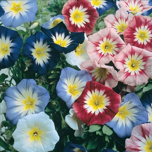 Graine Belle de jour MIX ( Concolvulus tricolor)