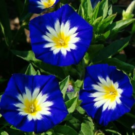 Belle de jour à fleur bleue